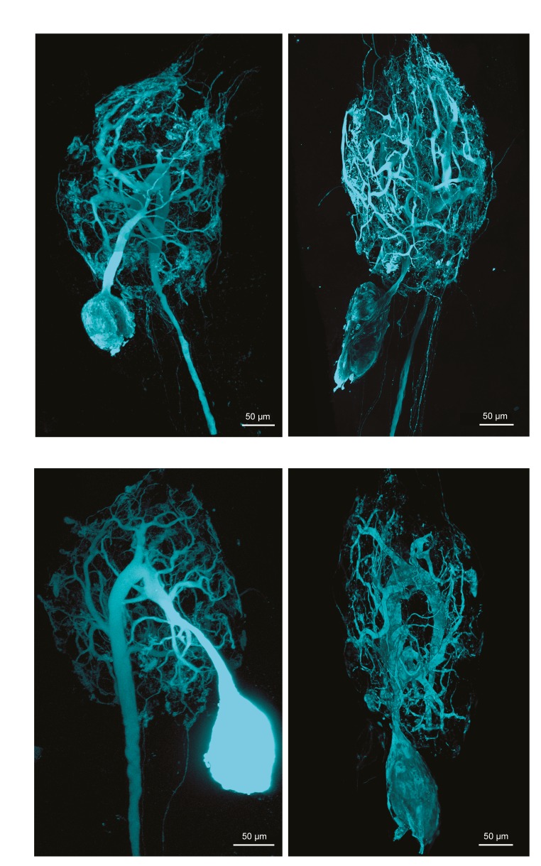 Figure 1—figure supplement 3.