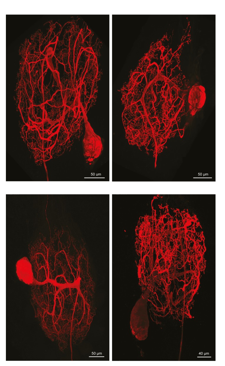 Figure 1—figure supplement 2.