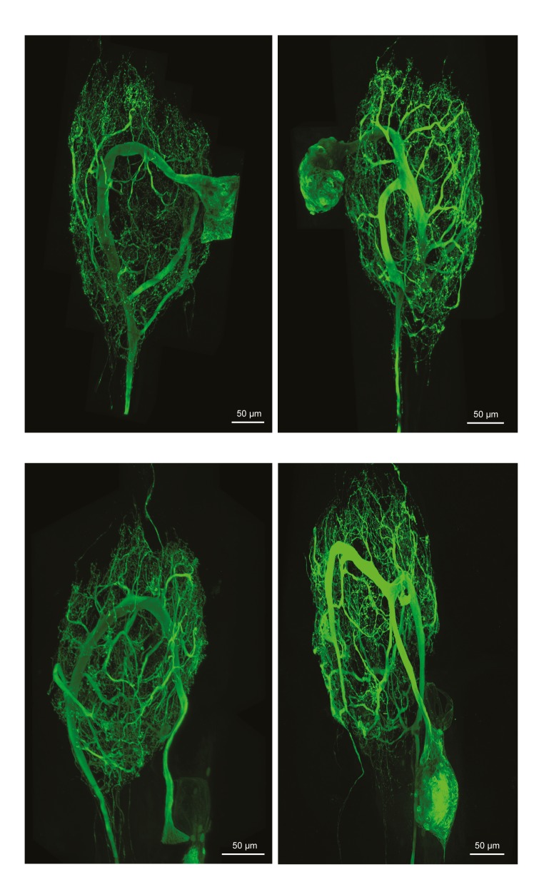 Figure 1—figure supplement 1.