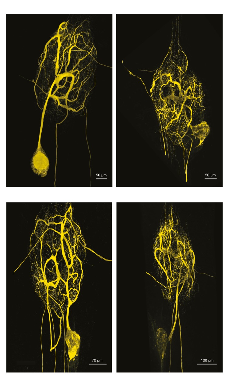 Figure 1—figure supplement 4.