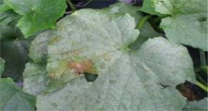 graphic file with name fpls-15-1356260-i019.jpg
