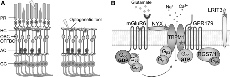 Figure 1