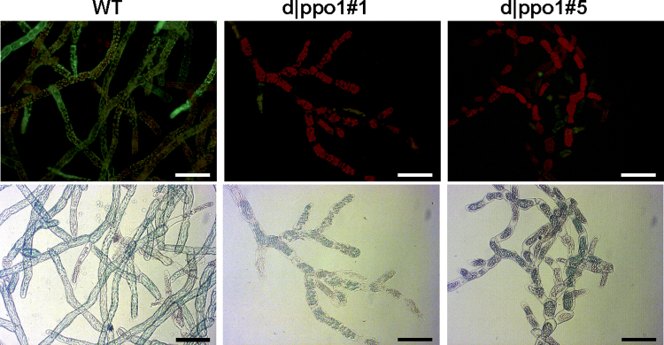 Fig. 4.