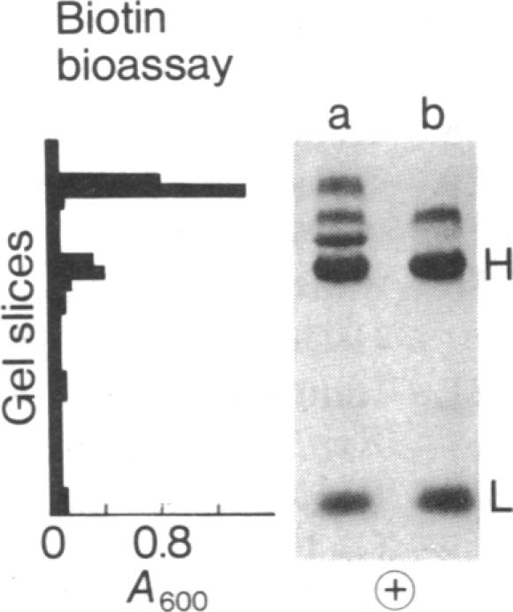 graphic file with name pnas00001-0225-a.jpg