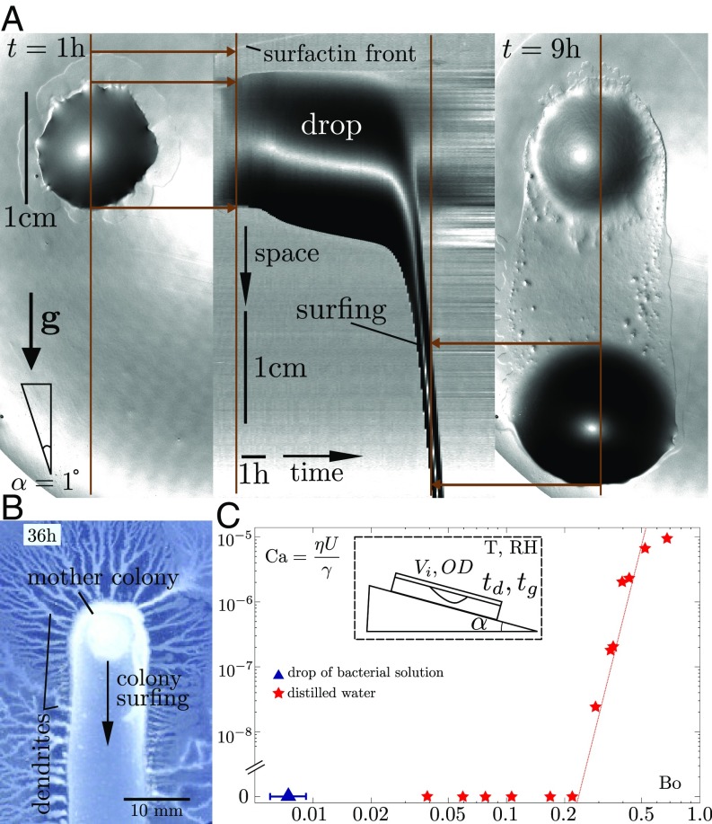 Fig. 1.