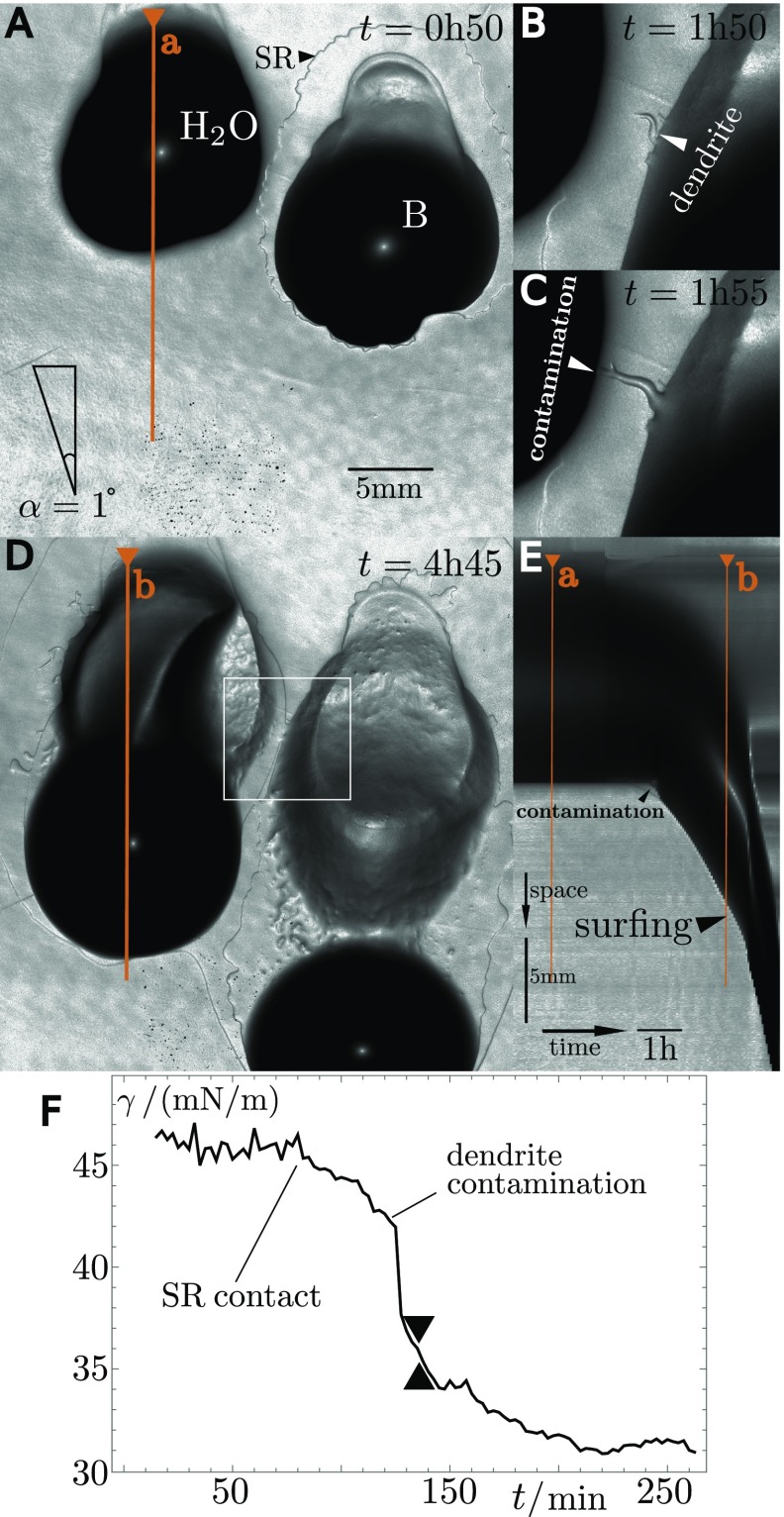 Fig. S1.