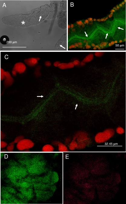 FIG. 4.