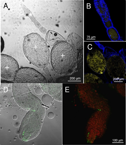 FIG. 7.