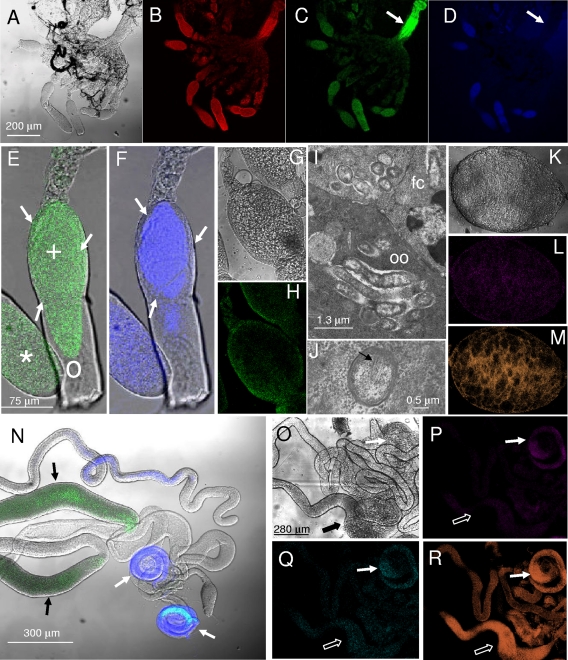 FIG. 6.