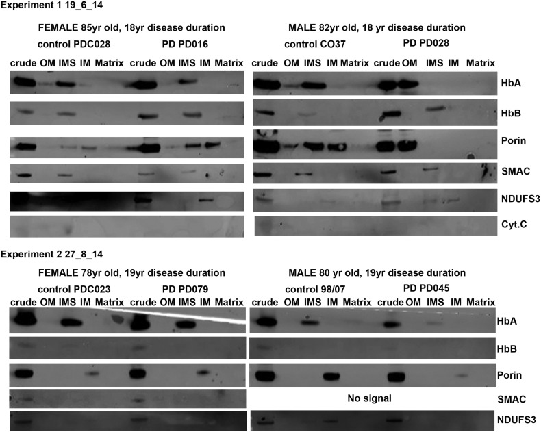 Raw western data. Mitochondrial subfractions of male and female brain tisses examined for haemoglobin expression.