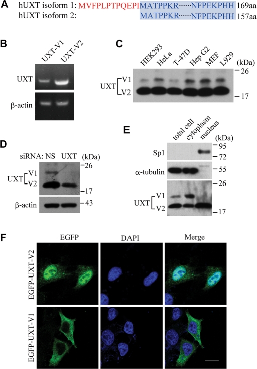 FIGURE 1: