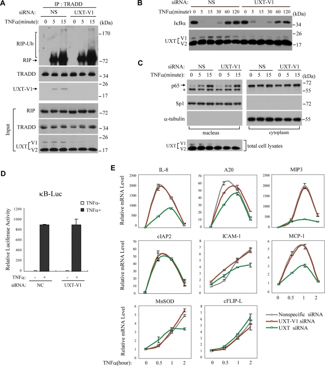 FIGURE 6: