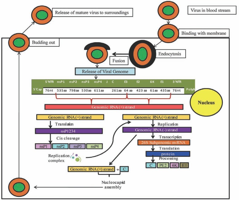 Fig. (3)