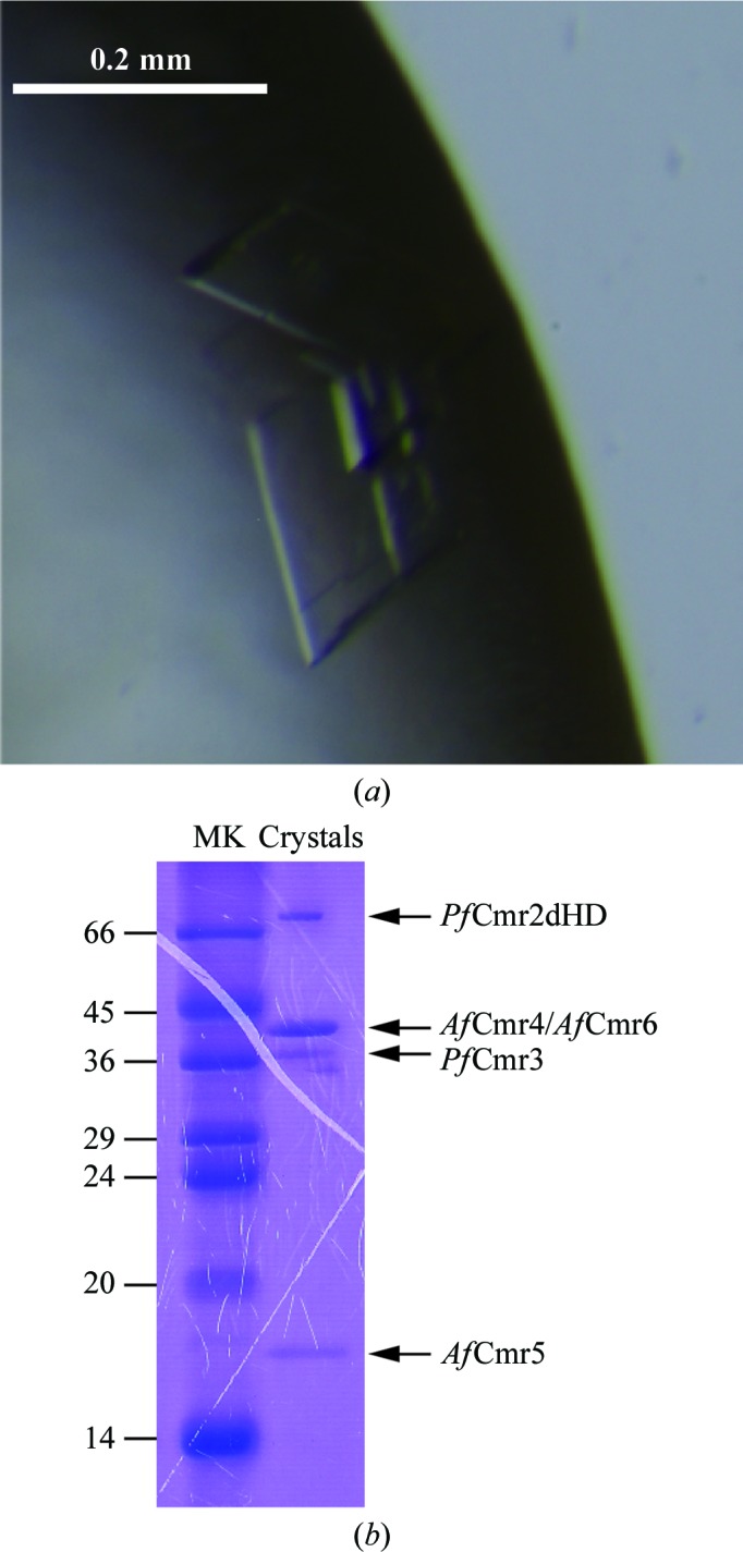 Figure 2