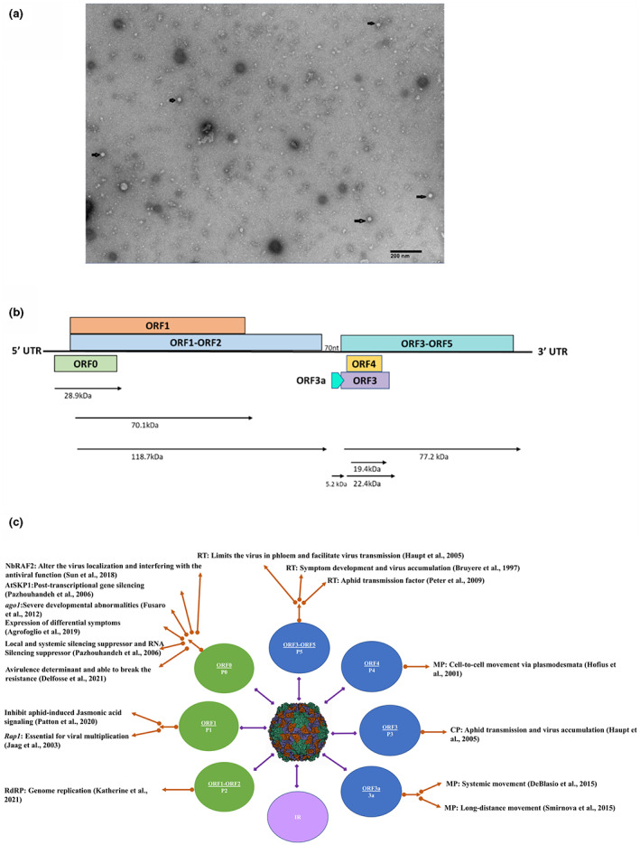 FIGURE 3