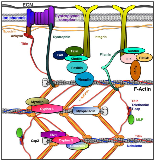 Fig. 1