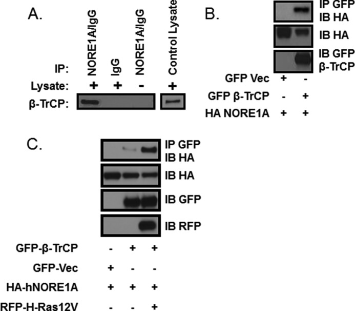 FIGURE 1.