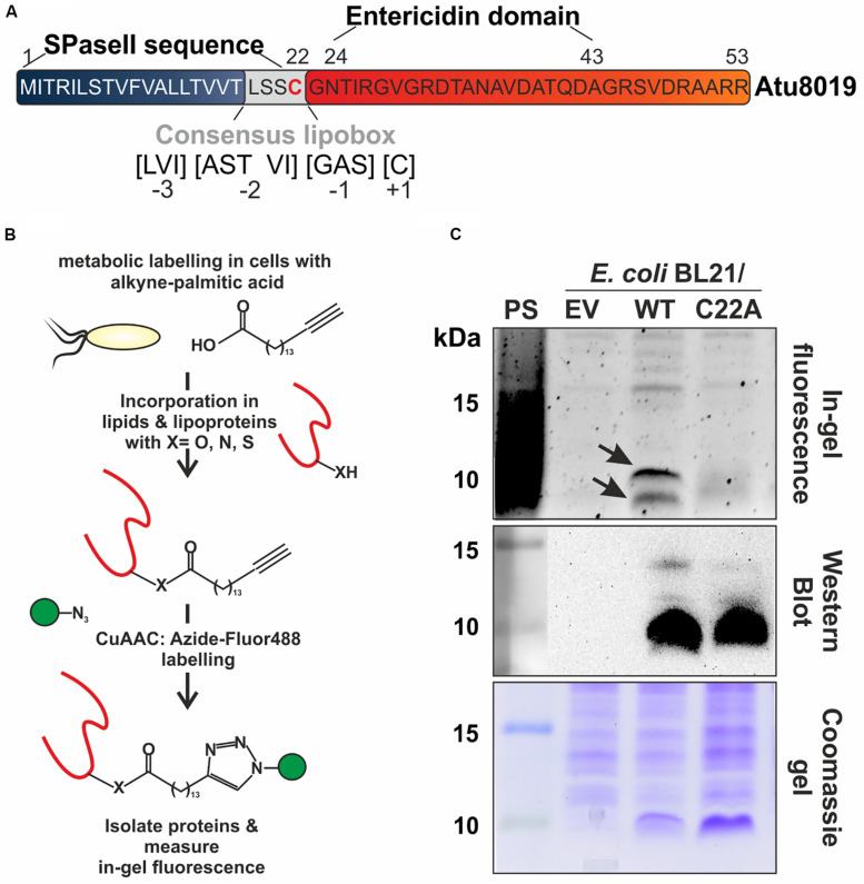 FIGURE 2