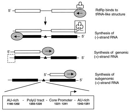 FIG. 1