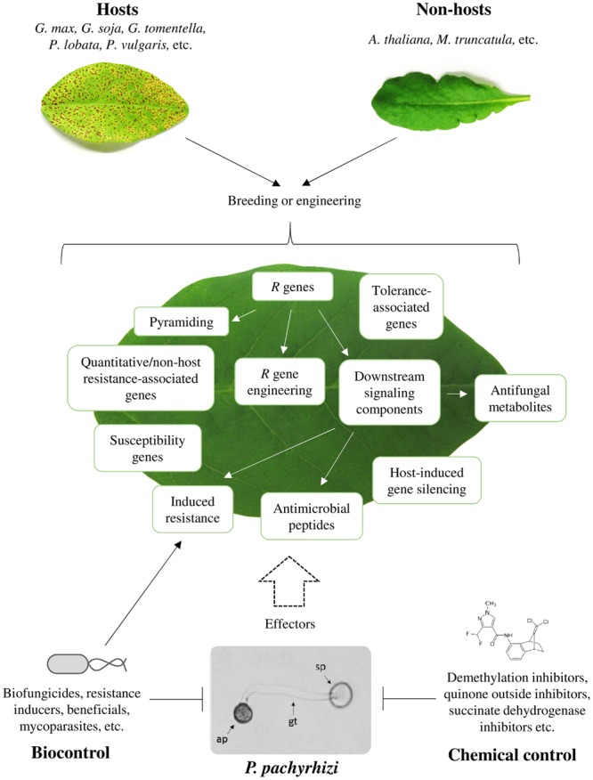 FIGURE 1