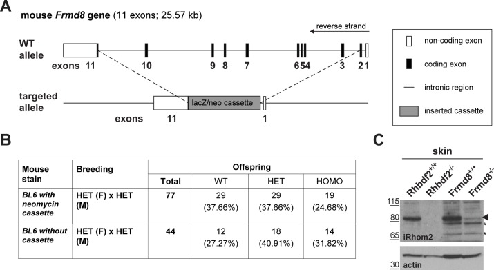 Figure 9—figure supplement 2.