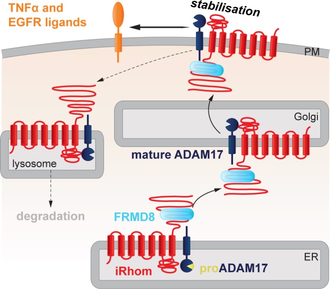 Figure 10.