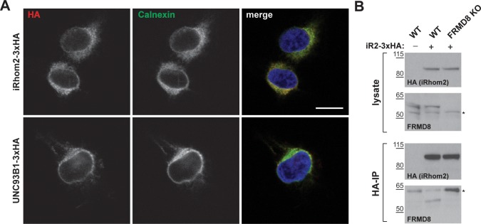 Figure 1—figure supplement 1.