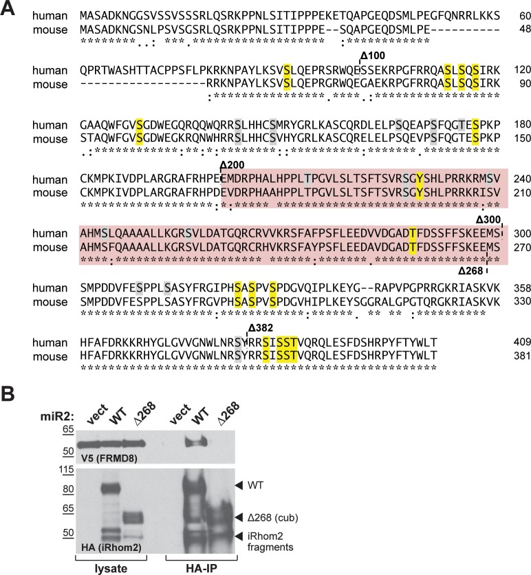 Figure 3—figure supplement 1.