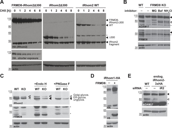 Figure 7—figure supplement 1.