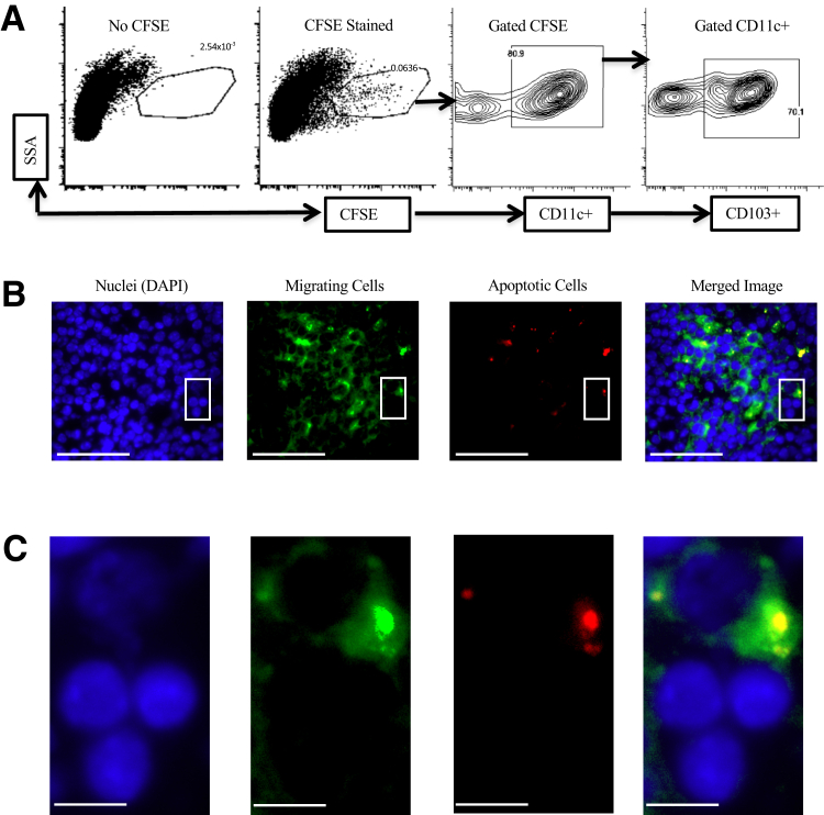 Figure 4