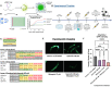 Figure 1.
<b>
Clearance of Extracellular Human Amyloid-Beta (Aβ) Aggregates in
<i>C. elegans </i>
by Nutraceutical and Pharmaceutical Interventions
</b>