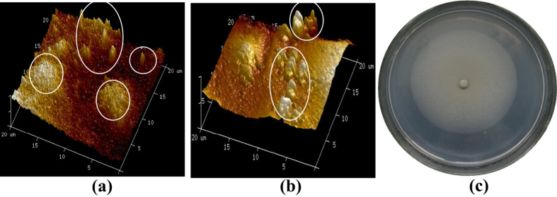 Figure 7