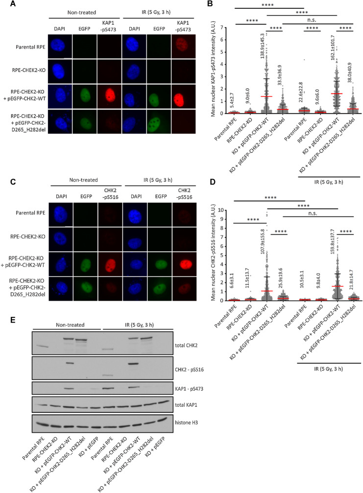 Figure 2. Validation of KAP1-pS473 and CHK2-pS516 antibodies. A, Parental RPE, RPE1–CHEK2-KO cells or RPE1–CHEK2-KO cells transfected with the wild-type or mutant pEGFP–CHEK2 were left untreated or were exposed to ionizing radiation (5 Gy, 3 hours). After fixation, cells were probed with KAP1-pS473 antibody. Representative images are shown. B, Quantification of A. The mean nuclear intensity of the KAP1-pS473 signal is plotted. Each dot represents one cell; more than 300 cells were analyzed. Red line, error bars and numbers indicate mean ± SDs. Statistical significance was evaluated by the Mann–Whitney test (****, P < 0.0001). A representative experiment is shown from two independent replicates. C, Cells were grown and treated as in A and were probed with CHK2-pS516 antibody. Representative images are shown. D, Quantification of C. The mean nuclear intensity of the CHK2-pS516 signal is plotted. Each dot represents one cell; more than 300 cells were analyzed. Red line, error bars and numbers indicate mean ± SDs. Statistical significance was evaluated by the Mann–Whitney test (****, P < 0.0001). A representative experiment is shown from two independent replicates. E, Cells were grown and treated as in A. Whole-cell lysates were analyzed by immunoblotting with indicated antibodies.