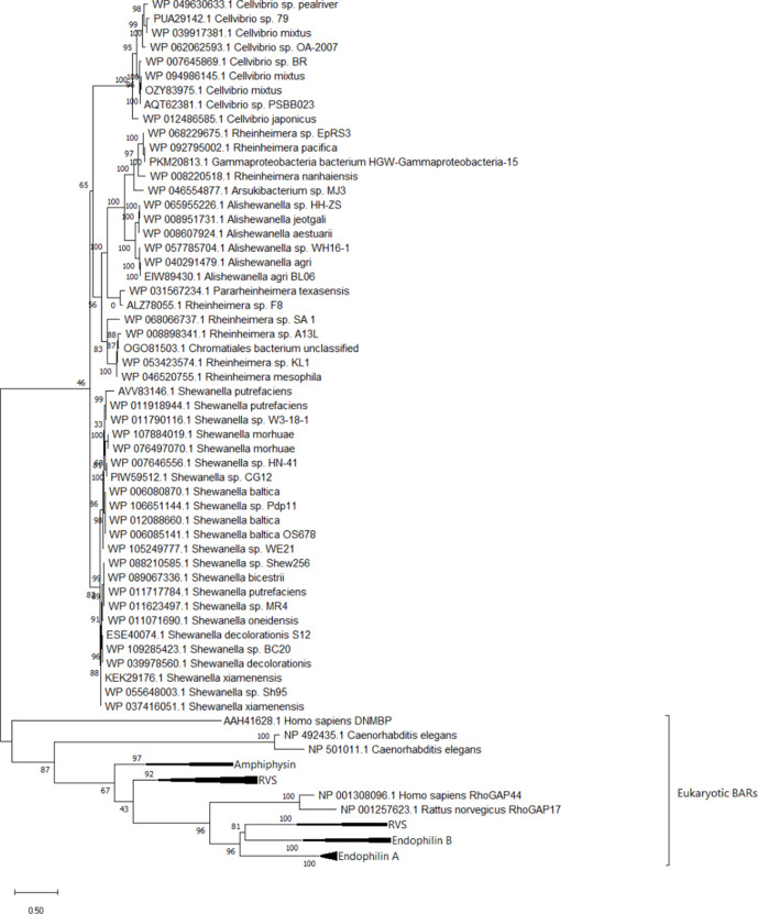 Figure 5—figure supplement 1.