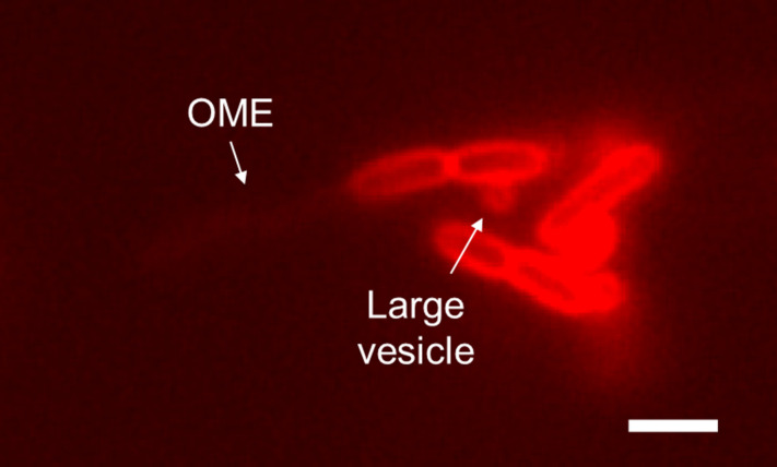 Figure 2—figure supplement 3.