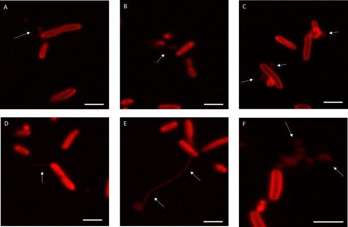 Figure 4—figure supplement 1.