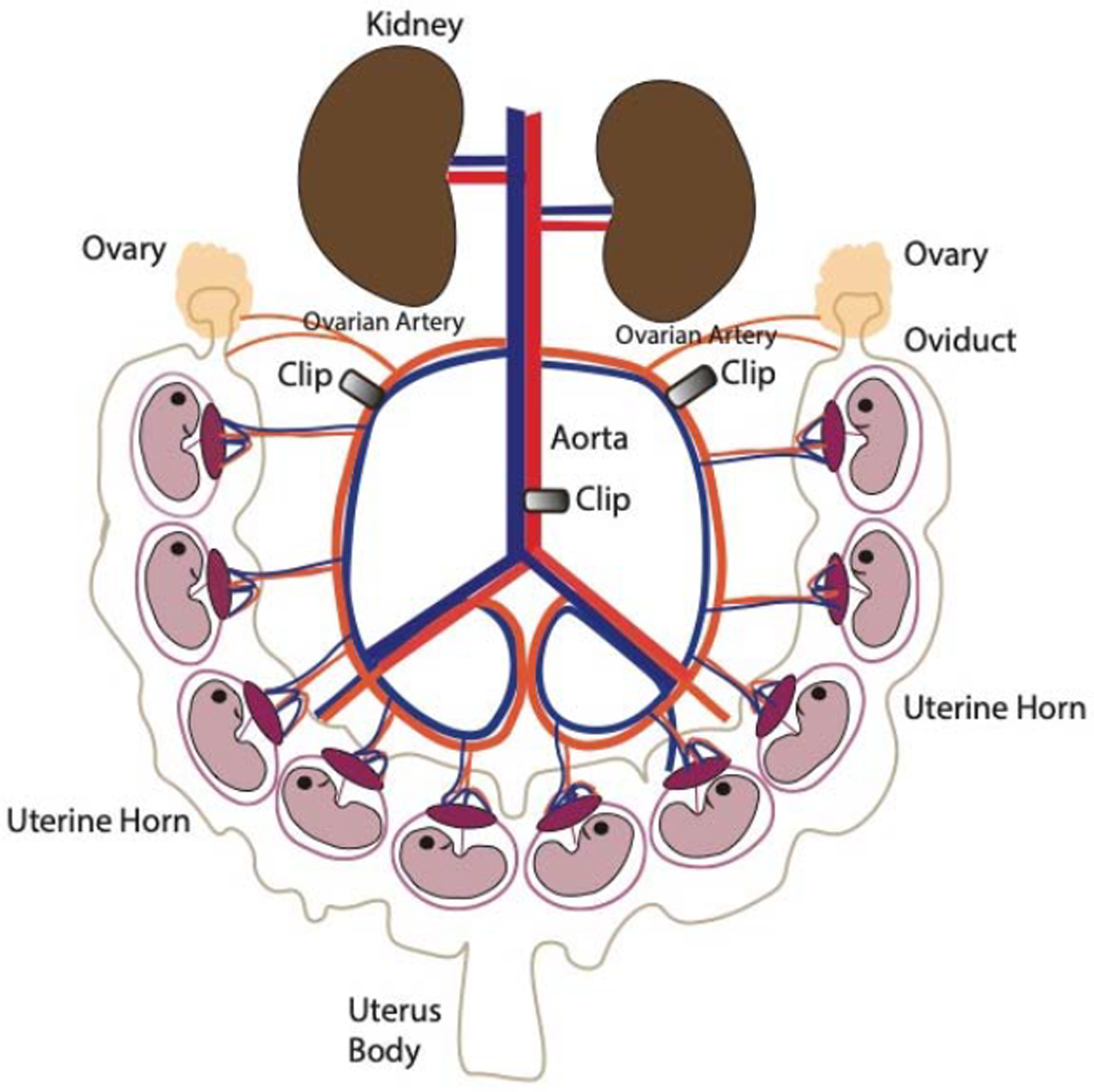 Fig 1: