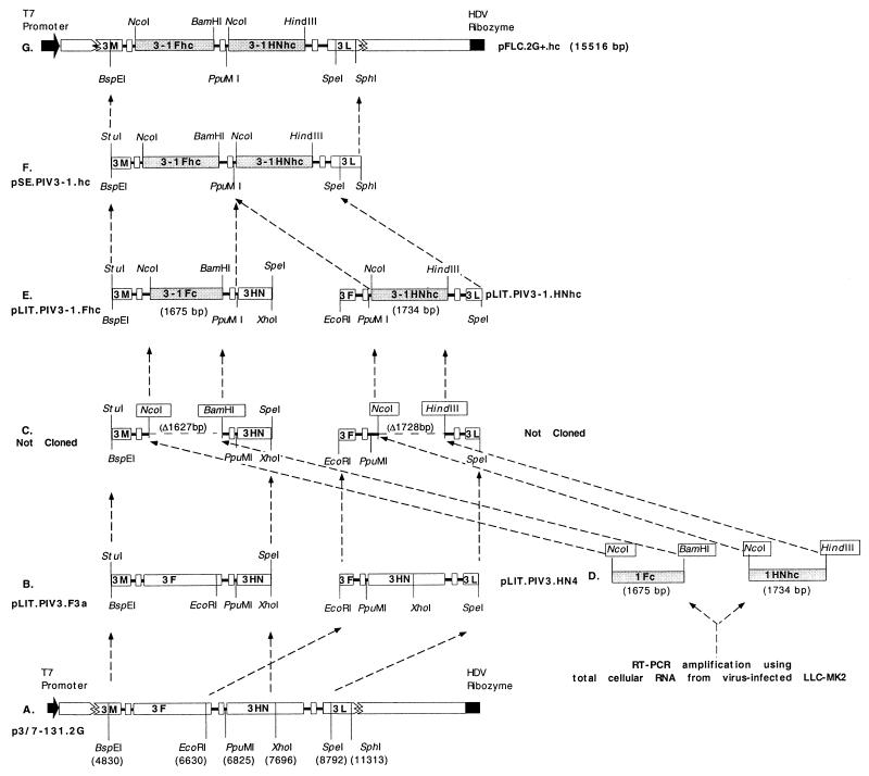 FIG. 1