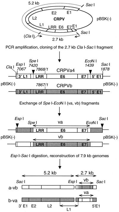 FIG. 1