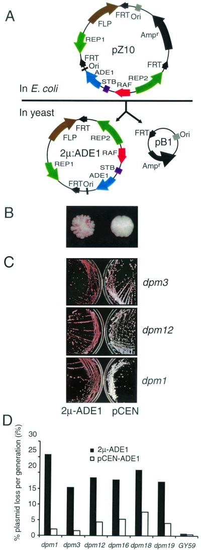 FIG. 1.