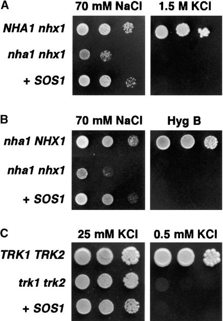 Figure 1.