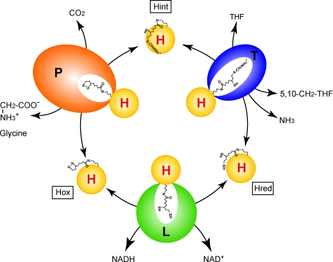 FIGURE 1.