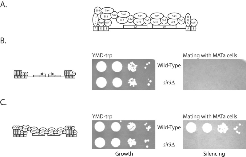 FIGURE 1: