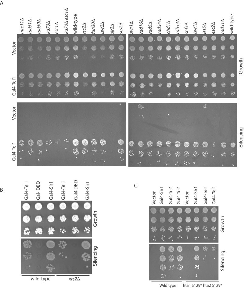 FIGURE 4: