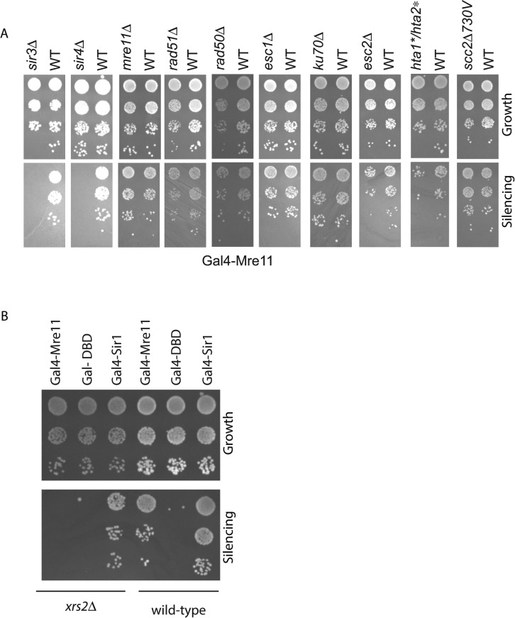 FIGURE 2: