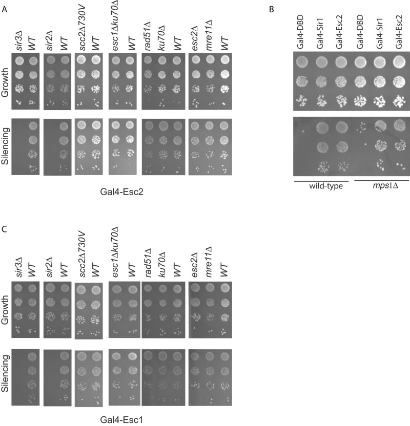 FIGURE 6: