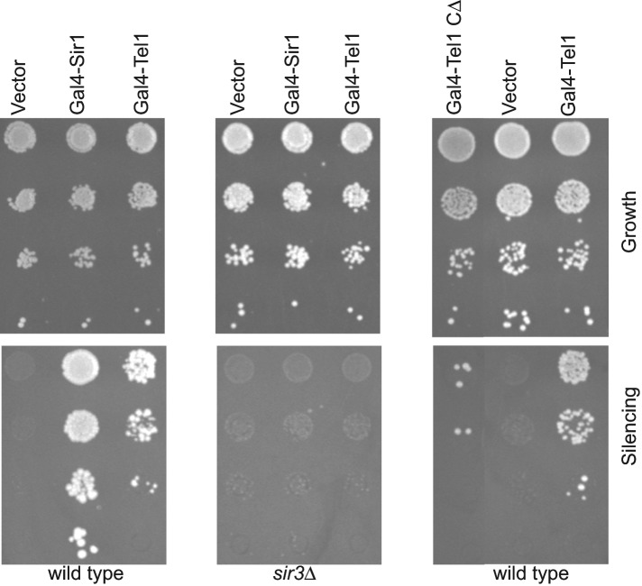 FIGURE 3: