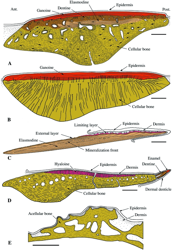 Fig. 13