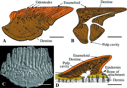 Fig. 10