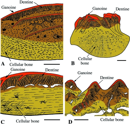 Fig. 12